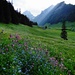 Blick über herrliche Blumenfelder auf der Alp Sämtis