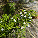 Unterwegs immer wieder dieser flach liegende Strauch. Eine sehr giftige Wacholderart (Juniperus sabina)