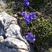Langsporniges Veilchen (Viola calcarata)