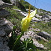 Kretischer Aronstab (Arum creticum). Diese Pflanze ist auf dem Weg zum Kedros häufig. Im Hintergrund sieht man die in Kreta flächendeckend verbreiteten Gitterzäune, die sehr schwierig zu überqueren sind.  