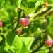 Blüten der Heidelbeere (Vaccinium myrtillus) - typische Gebirgs-Fichtenwälder Pflanze