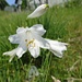 ... und beeindruckende Weisse Trichterlilie (Paradieslilie)
