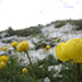 Trollblumen im Schnee