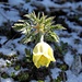 <b>Anemone sulfurea (Pulsatilla alpina)</b>.