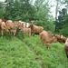 Die Kühe vom Bauernhof Guggi.