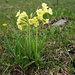Auch in den Bergen Kosovos findet man die Hohe Schlüsselblume (Primula elatior).