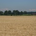 Campo di grano con il Rosa e le cime svizzere sullo sfondo