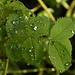 Tautropfen I