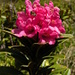 Alpenrose