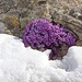 Detail: Blumenpracht kurz unterhalb des Clariden-Gipfels