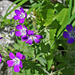 Häufig anzutreffen: Wald-Storchschnabel (Geranium sylvaticum)