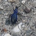 Der dunkelblaue Laufkäfer (Carabus intricatus) gehört mit bis zu 36mm zu den grössten Käfern Europas.