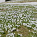 I never saw so many crocuses in one place in my life! (seen at Lochegg)