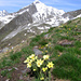 Pulsatilla alpina subsp. apiifolia (Scop) Nyman<br />    Ranunculaceae<br /><br />Pulsatilla sulfurea.<br />Pulsatille soufrée.<br />Schwefel-Anemone.