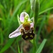 Bienenragwurz (Ophrys apifera apifera)