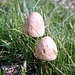 Funghi a Q2050
