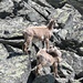 Auf dem Sherpa-Trip ein grosses Rudel Jungtiere