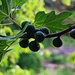 Früchte der Echte Feige (Ficus carica) in Podgorica (45m).