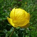 Trollblume (trollius europaeus)