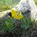 Aurikel (primula auricula)