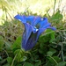 Kochscher Enzian (gentiana acaulis)