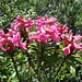 Rostblättrige Alpenrose (rhododendron ferrugineum)