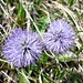 Nacktstängelige Kugelblume (globularia nudicaulis)