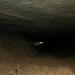 Das schlammige Höhleninnere – weit vorne ruft das Tageslicht