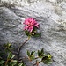 <b>Rhododendron ferrugineum</b>.
