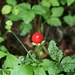 Scheinerdbeere (Potentilla indica)