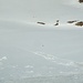 Ein Murmeltier auf dem Schneefeld