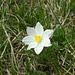 Alpen-Anemone (Pulsatilla alpina) (Danke an [u pizflora])
