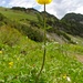 Alpentrollblume unterhalb der Ringelspitzhütte