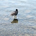 Jesusvogel - kann auf dem Wasser stehn