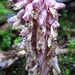 Auflösung: Das Bild zeigt die Schuppenwurz (Lathraea squamaria) - eine Schmarotzer-Pflanze aus der Familie der Sommerwurzgewächse (Orobanchaceae). Er ist eine parasitische Pflanze ohne eigenes Blattgrün. Seine Nährstoffe holt sie sich aus den Wurzeln verschiedener Laubgehölze, besonders gerne wächst sie auf Erlen- oder Hasel-Wurzeln.<br /><br />Die sehr merkwürdige rosaweiße Schuppenwurz blüht von März bis April direkt nach der Schneeschmelze wenn die Wirtsbäume gerade mit dem Wassertransport beginnen. Jedoch kommt es erst im Alter von etwa 10 Jahren zu einer Blühreife.