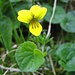Das Gelbe Bergveilchen (Viola biflora)