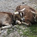 Geiss-Friede auf Untere Euschels