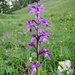 Orchidee 3;<br />Handwurz oder Knabenkraut?