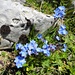 ... und herzige Alpen-Vergissmeinnicht