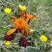 selten, das Orangerote Greiskraut (oder: Kopfiges Kreuzkraut) - kommt, gemäss Flora Helvetica, nur in dieser Gegend in der Schweiz vor