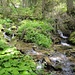 nach der engen Schlucht unterhalb Mitzlere fliesst der Euschelsbach wieder ruhiger dahin