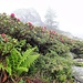 3.Tag   Nebel, Regen & Alpenrosen