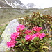 Alpenrosen blühen bereits