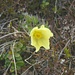 Gelbe Alpen-Kuhschelle (Pulsatilla alpina subsp. apiifolia oder Pulsatilla sulphurea), auch Schwefel-Anemone, ist eine in den Alpen heimische Unterart der Alpen-Kuhschelle.