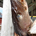 Stockfish à Nusfjord