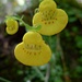 Topa-Topa (Calceolaria biflora)