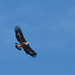 Adler etwas näher, resp. mit einem grösseren Zoom ;-)

Foto von Pepi
