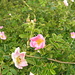 Rosa Canina