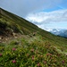 Hier gibt es wahre Alpenrosenfelder