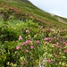 Rostblättrige Alpenrose
